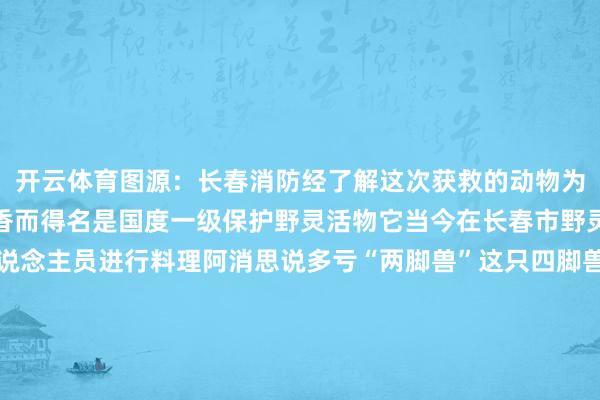 开云体育图源：长春消防经了解这次获救的动物为林麝因能分泌名贵的麝香而得名是国度一级保护野灵活物它当今在长春市野灵活物拯救站由专科东说念主员进行料理阿消思说多亏“两脚兽”这只四脚兽才得以脱困遇到野灵活物遇险切勿自行开展维持请第一技巧拨打维持电话让专科东说念主员匡助动物脱困发布于：北京市-开云登陆口网页版线上注册kaiyun(中国)
